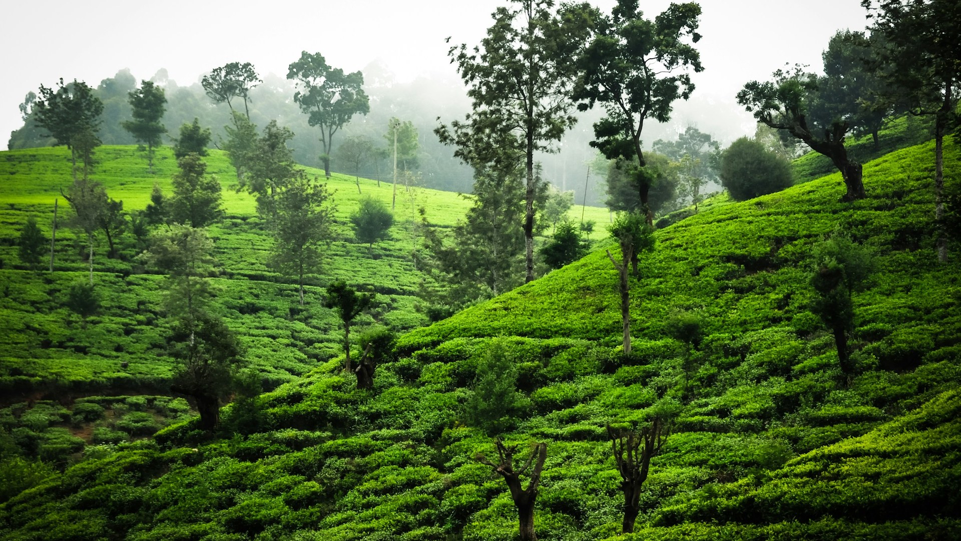 Sri Lanka tour